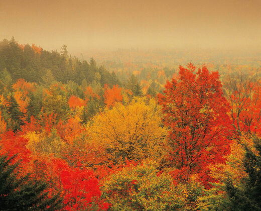 Autumn woodland in the Canadian countryside