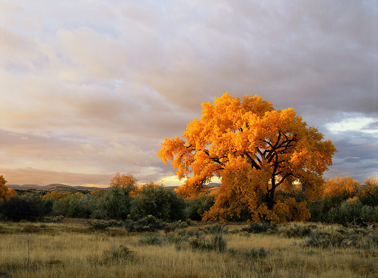 A mature, golden tree standing in a Canadian valley at dusk